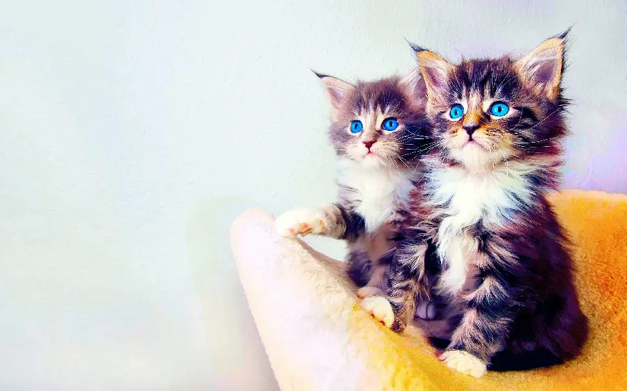 High Quality Cat Photo Perfect For WhatsApp Profile Pictures