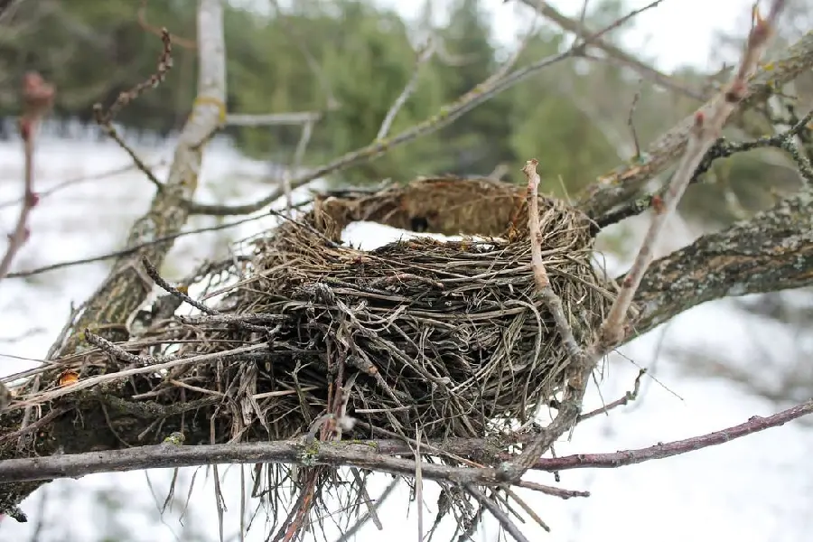 Beautiful winter bird nest wallpaper high quality