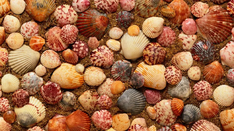 Seashell Wallpaper Photo