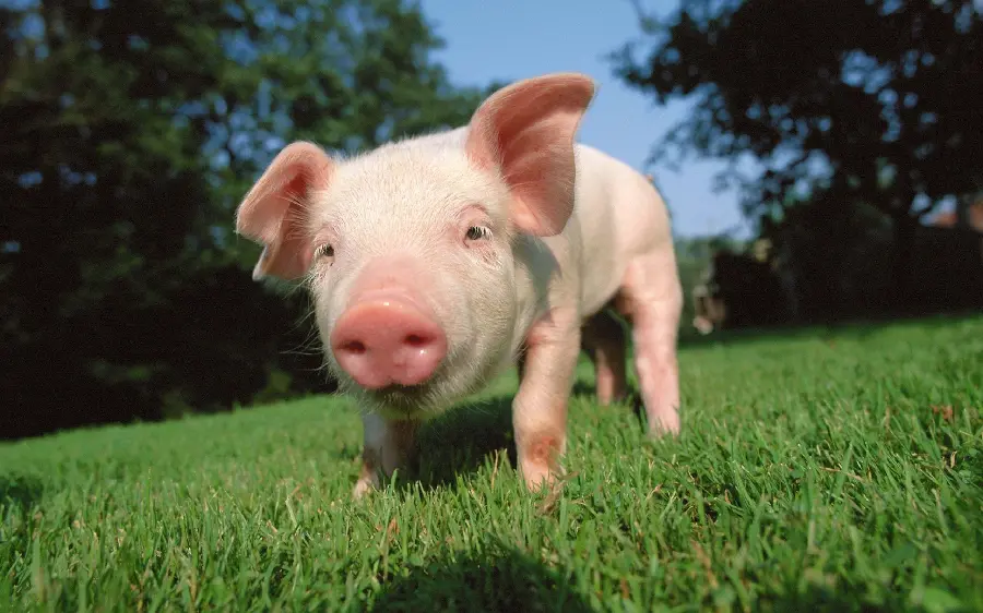 Pig Wallpaper High-Quality Image