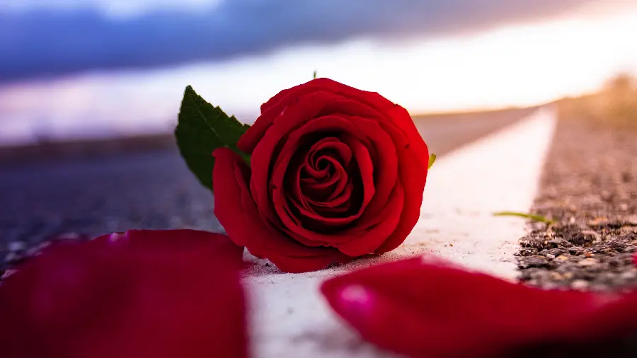 High Quality Red Rose Photo