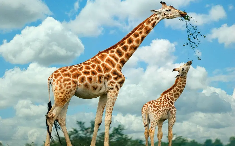 Giraffe Wallpaper and Profile Picture HD Quality