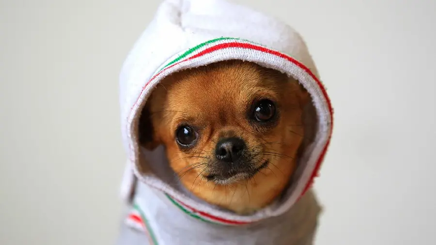 Lovely Chihuahua Profile Picture in High Quality