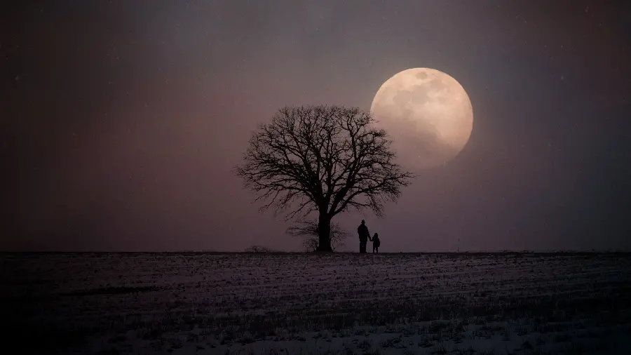 Moon and tree silhouette wallpaper beautiful nature scene
