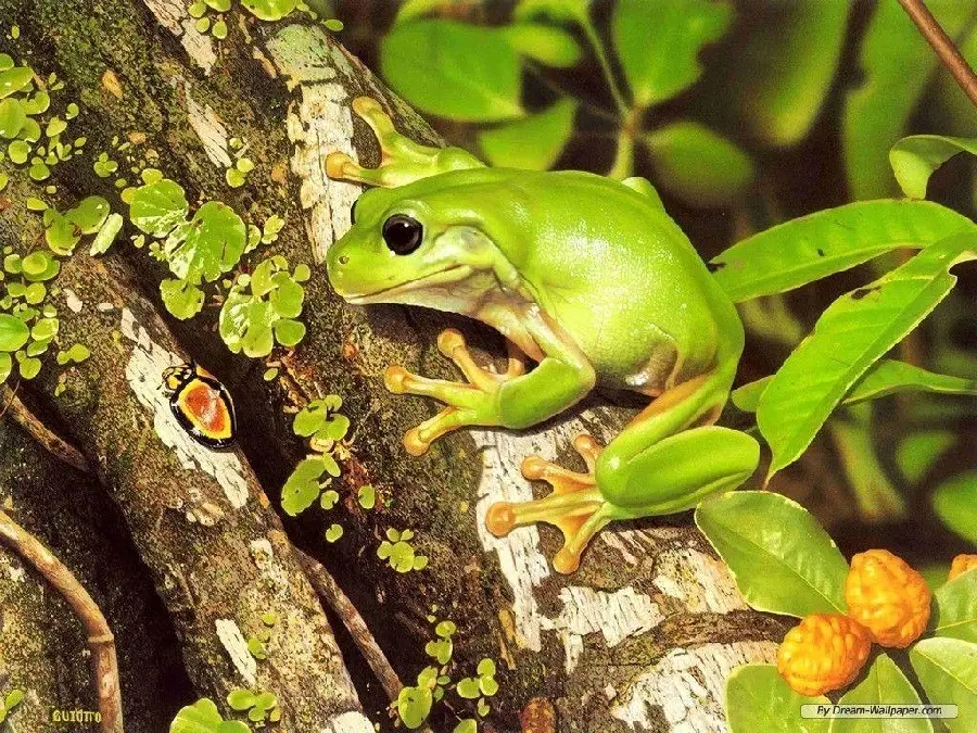 Green Frog Photo Series With Behavior Shots