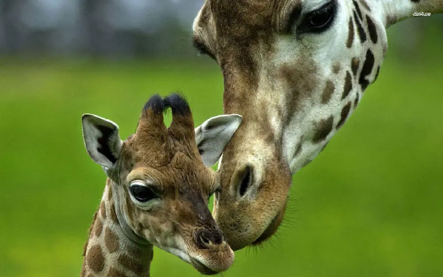 Giraffe Wallpaper and Background High Resolution