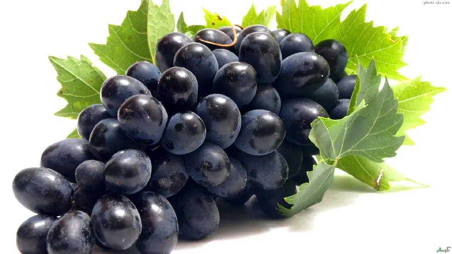 Photo of ancient fruit black grape and its amazing benefits