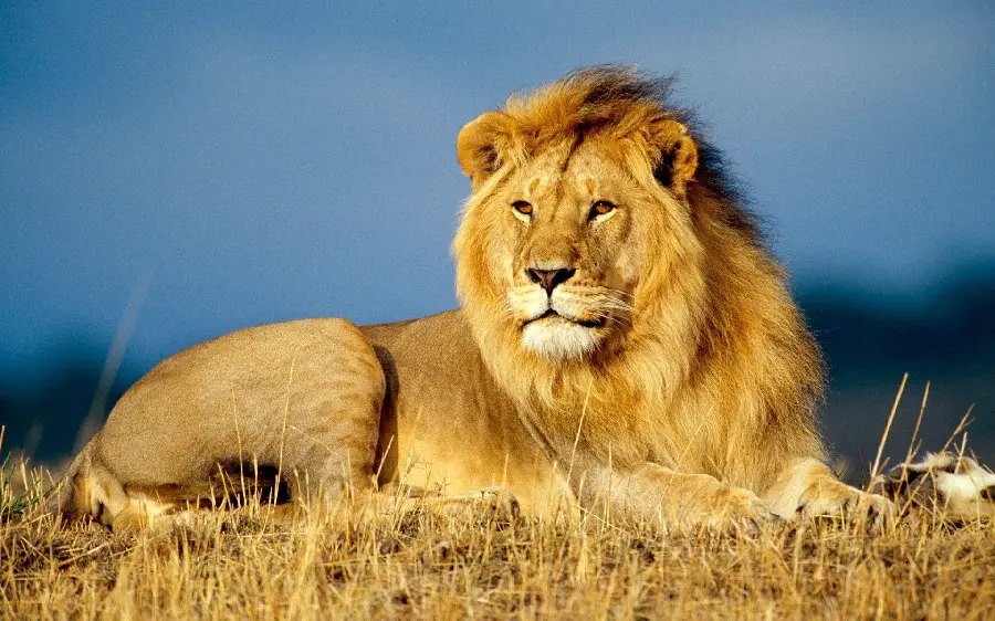 Mane Lion Profile Pics in HD Free