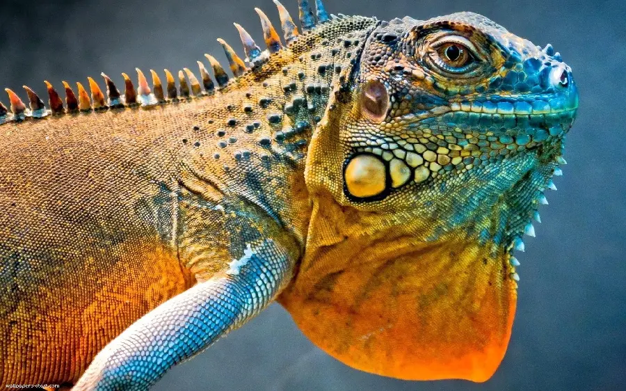 Iguana wallpaper for mobile