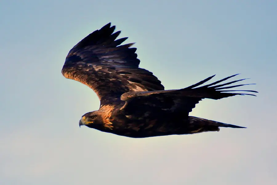 Stunning Golden Eagle Background for Devices