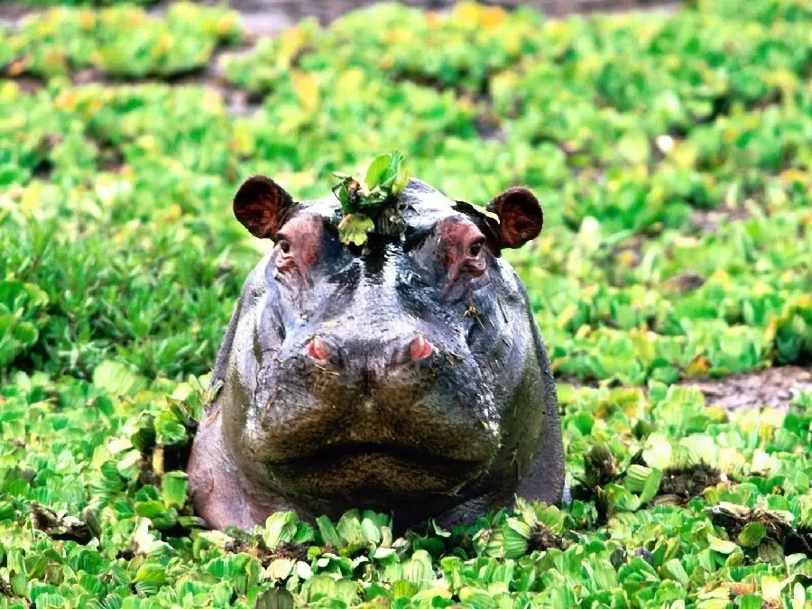 Real Hippopotamus High Quality Wildlife Image