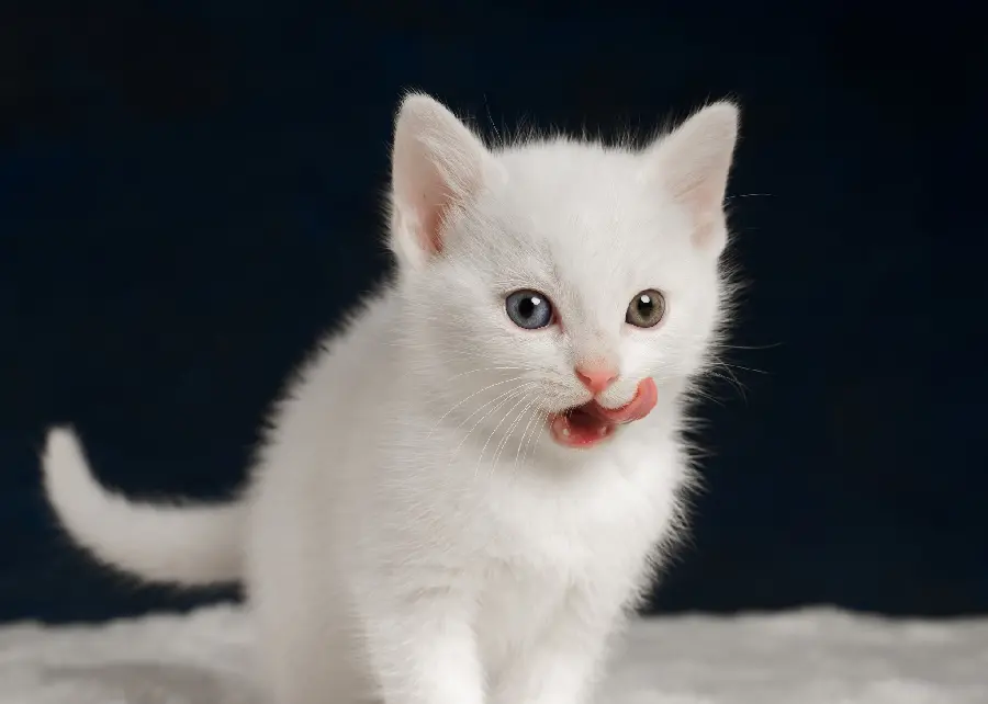 High quality cute white cat photo and background image