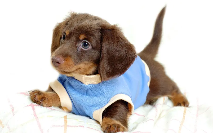Funny Puppy High-Resolution Image