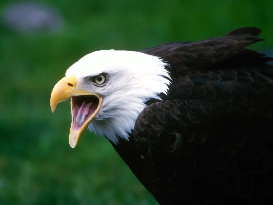 Eagle Photos in High Quality for Nature Lovers