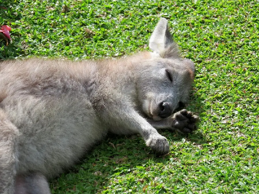 Baby Kangaroo HD Photo Adorable Joey Image
