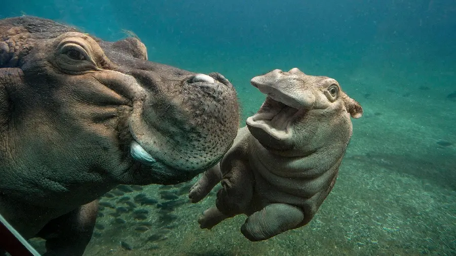 Wild Hippo With Offspring in Water HD Photo