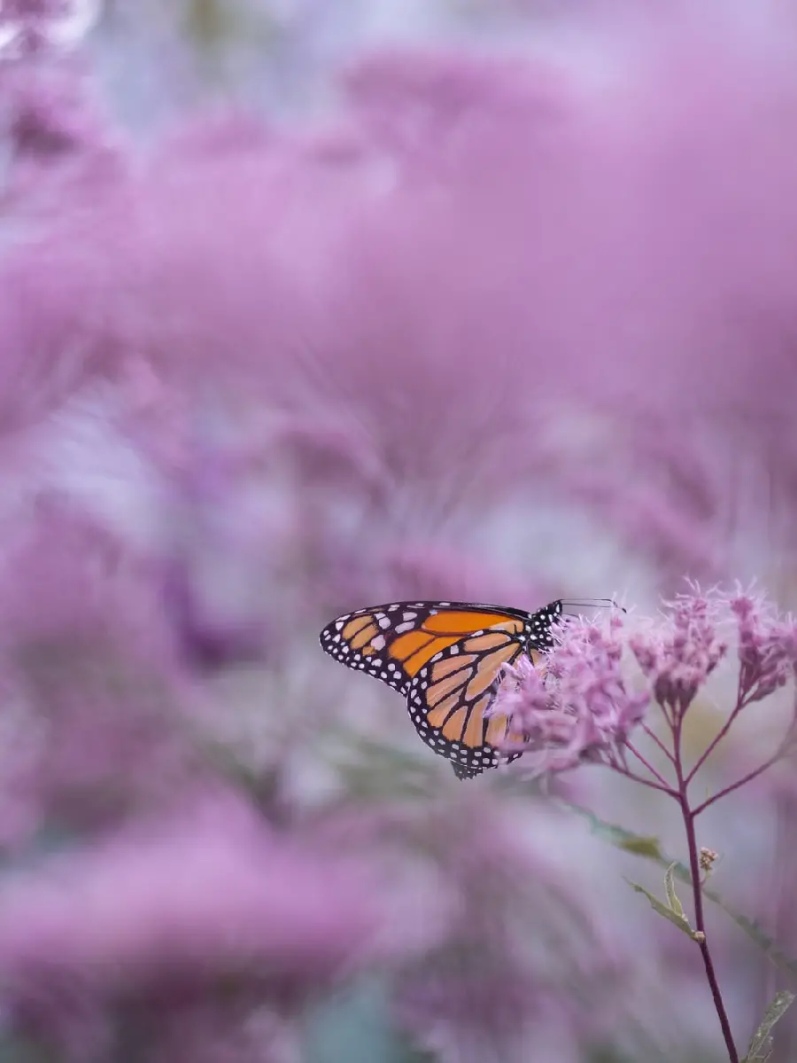 Butterfly with flower photo for profile