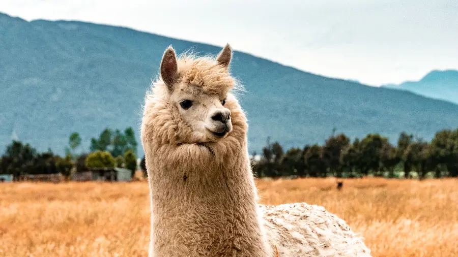 Funny Llama High Quality Photo