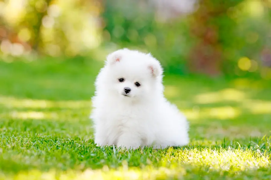 Download Cute Toy Dog Photo for Social Media Content