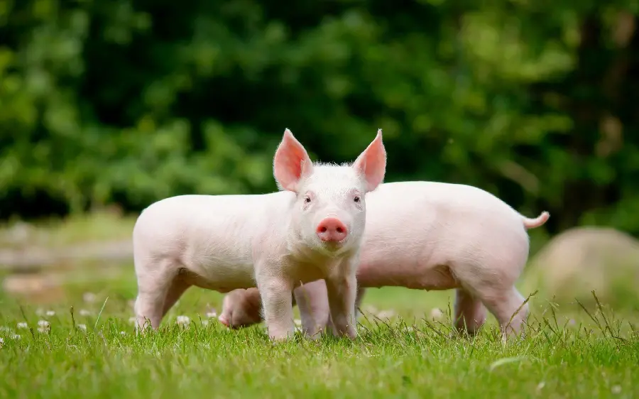 Beautiful Clean Pink Pigs HD Photo for Social Media Posts