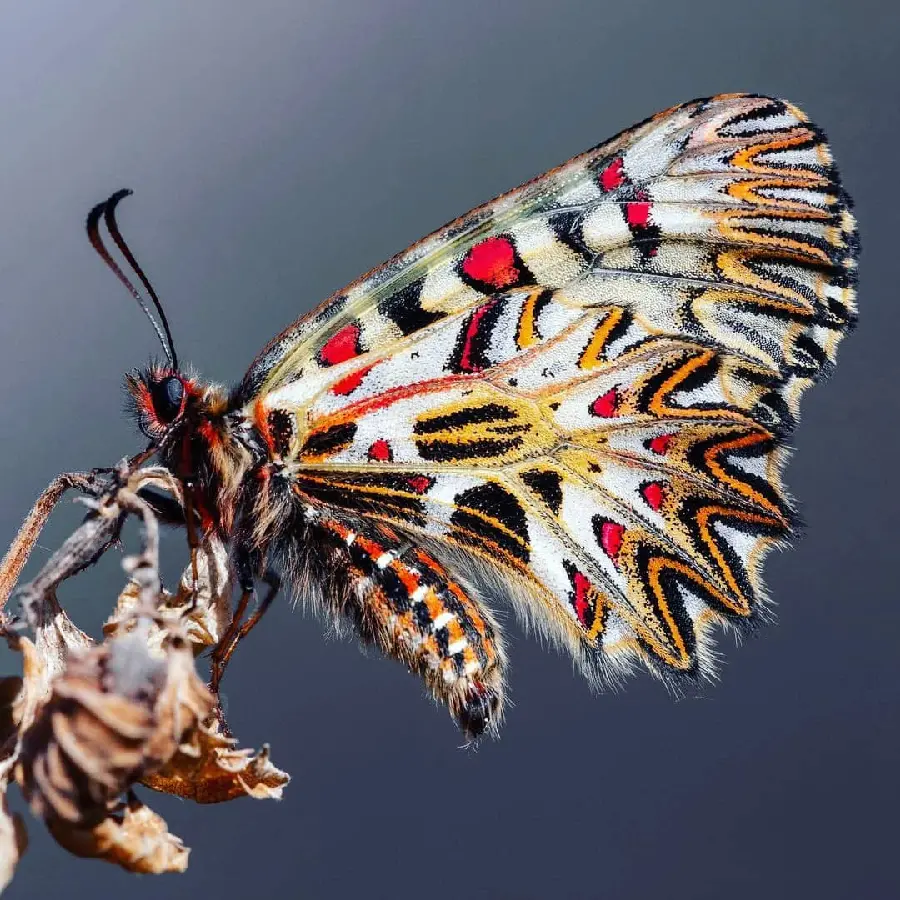 Download Beautiful Butterfly Profile Image In Multiple Resolutions
