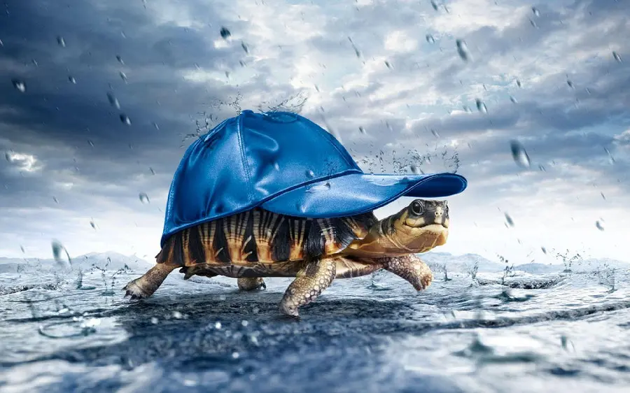Attractive Turtle Wallpaper Background HD