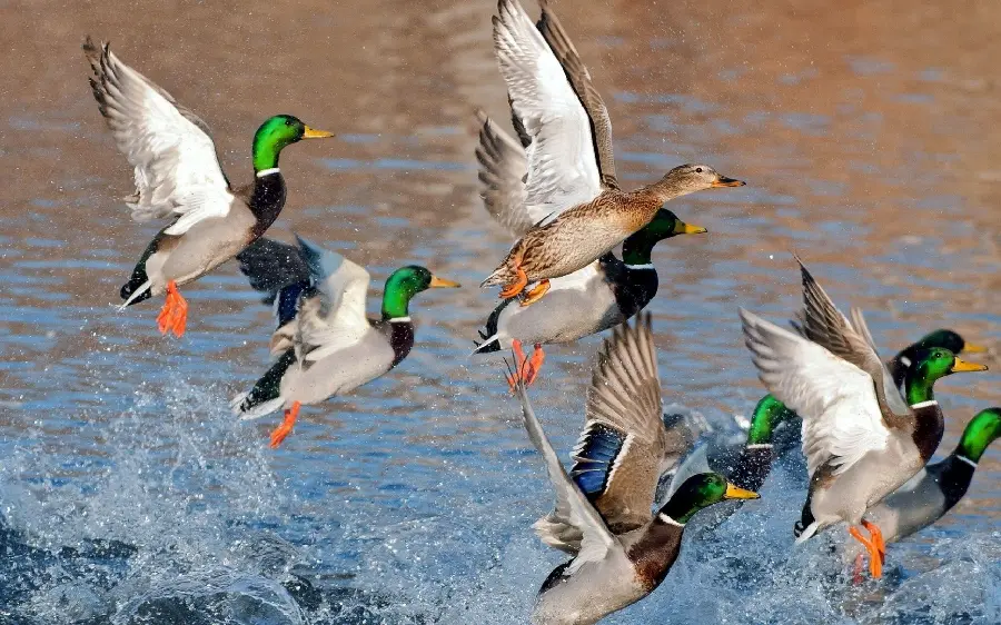 Funny Duck Photo Series for Humor and Entertainment
