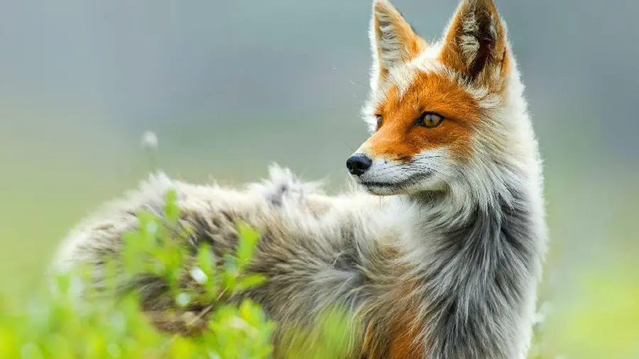 Red Fox Social Media Photo 2025