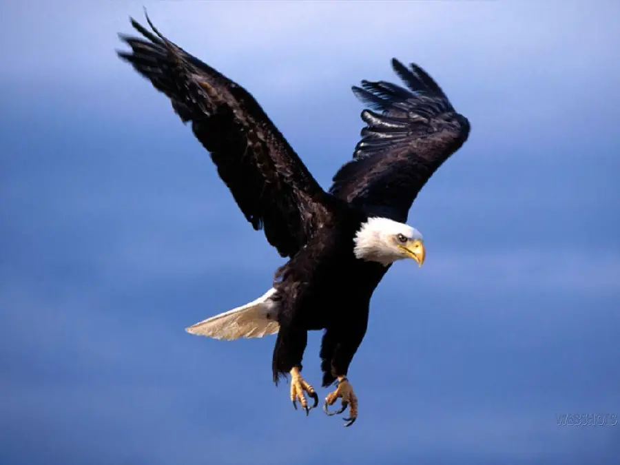 Black Eagle in Flight Photo Showcasing Its Power
