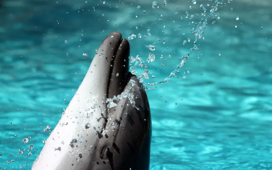 Adorable dolphin high quality photo premium