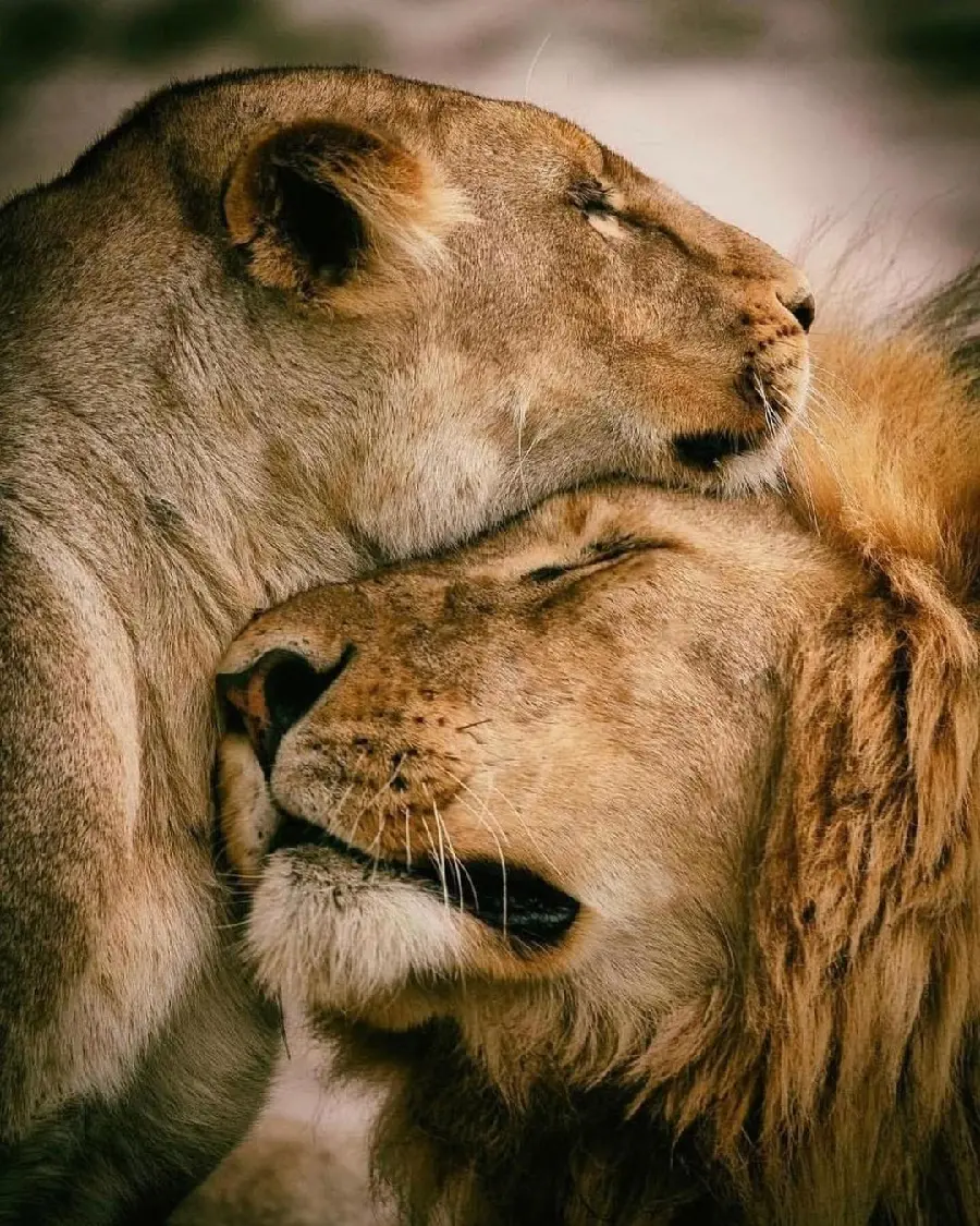Romantic and Unique Wallpaper of Two Lions Male and Female
