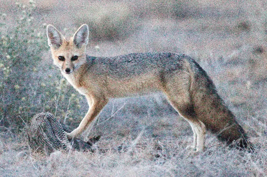 Download King Fox Species Pictures in High Quality