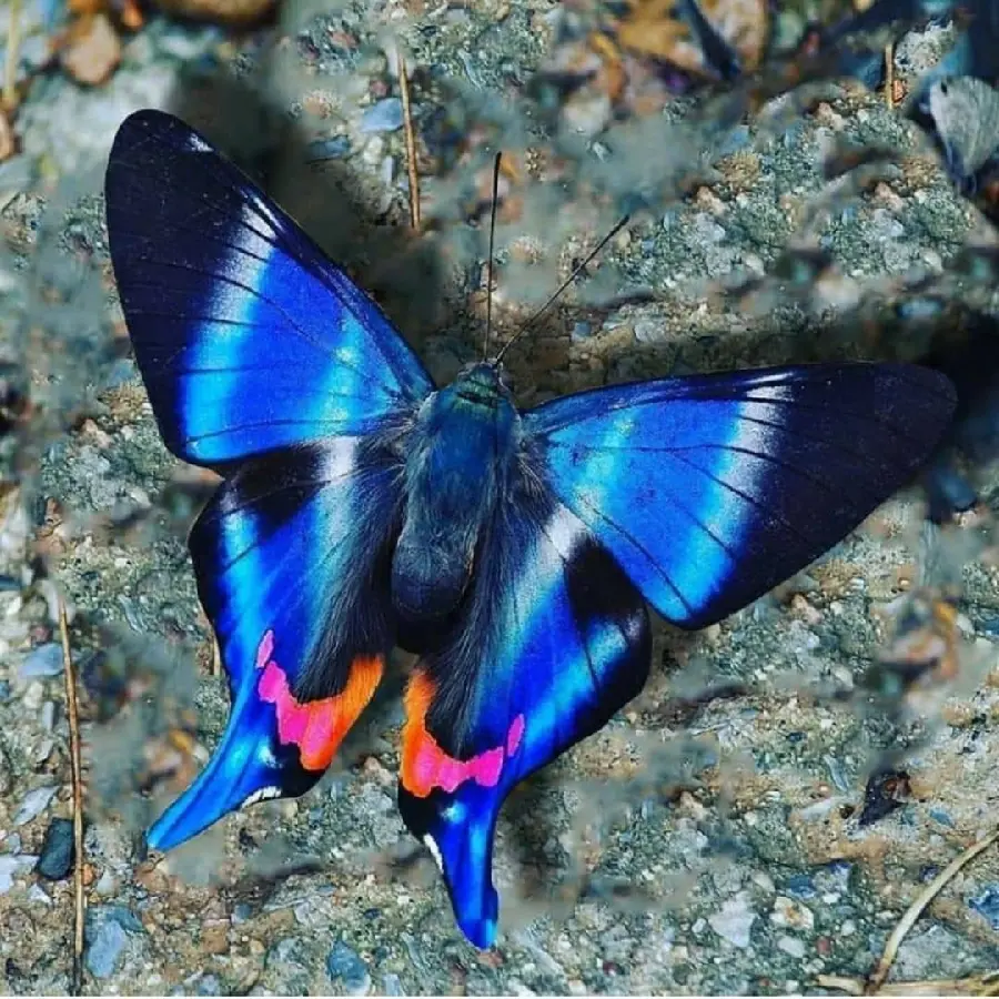 Single Blue Butterfly Profile Picture HD Quality