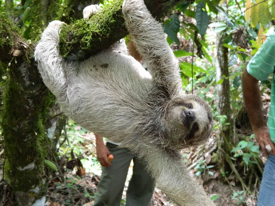 Cute Tree Sloth Photo HQ