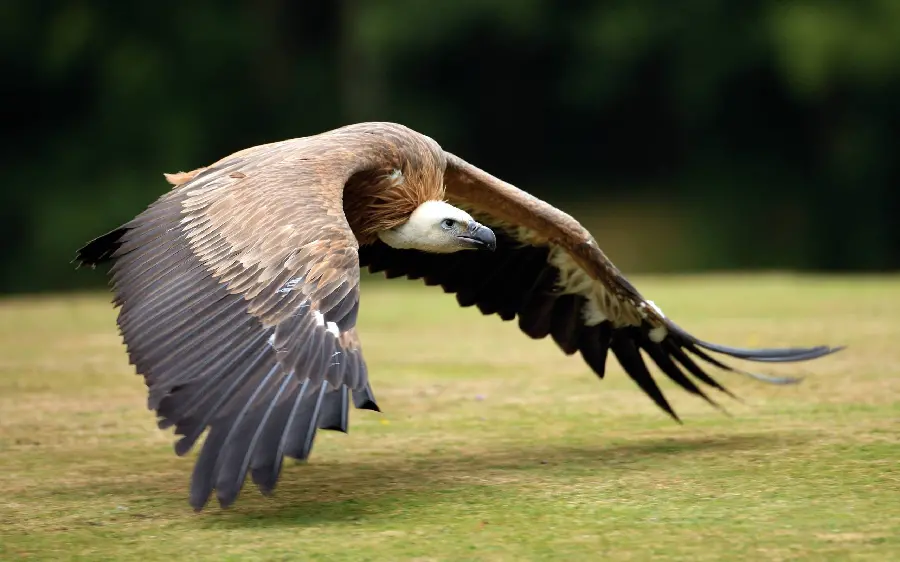 Interesting Vulture and Condor Wildlife Photo
