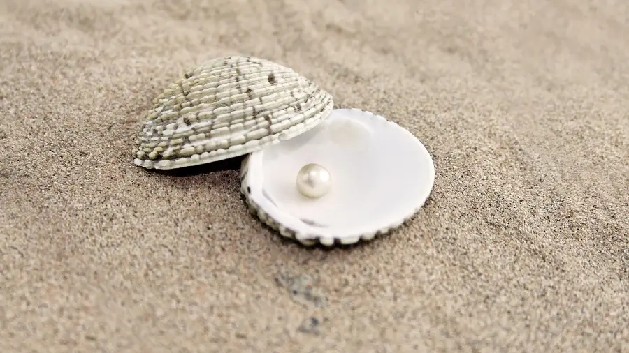 Gorgeous Seashell Image