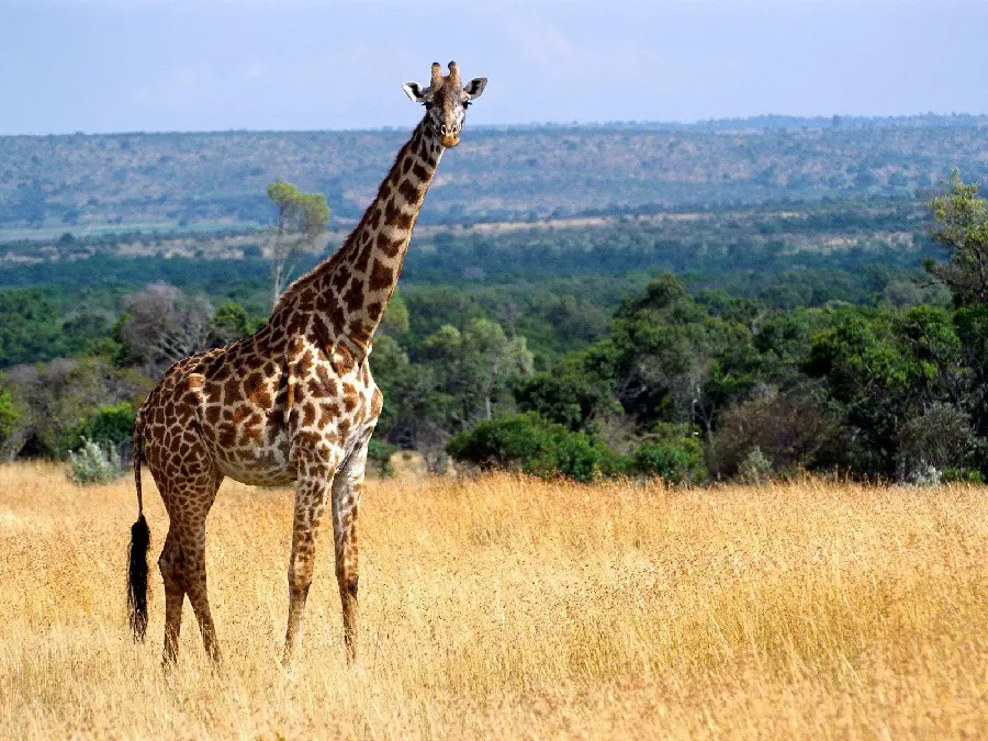 Giraffe HD Quality African Savanna Photograph