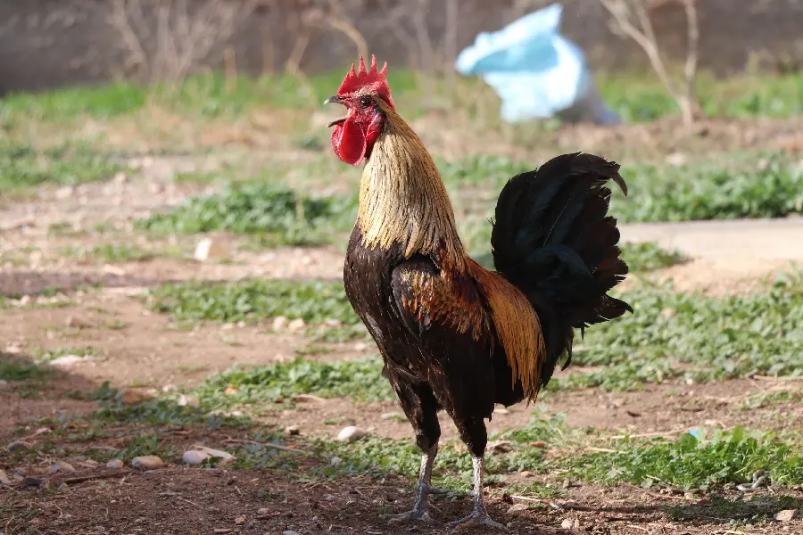 Beautiful Colorful Rooster Portrait