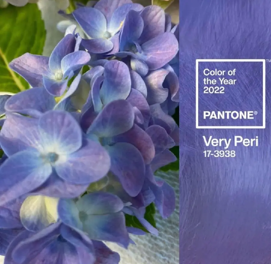 Lavender Flower in Very Peri Color
