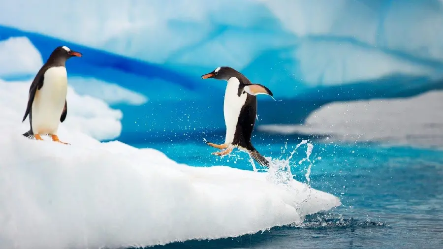 Penguin Wallpaper HD for Desktop and Mobile