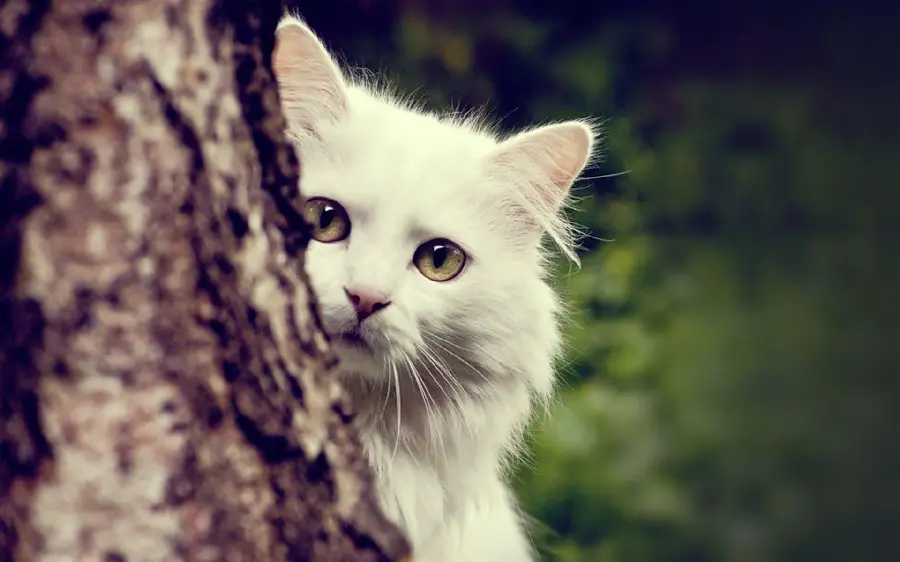 Beautiful White Cat With Green Eyes In High Resolution Quality