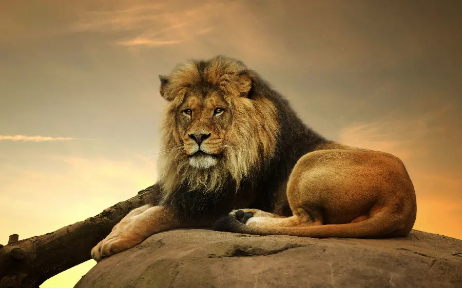 Download HD Wild Lion Photo - Majestic Predator