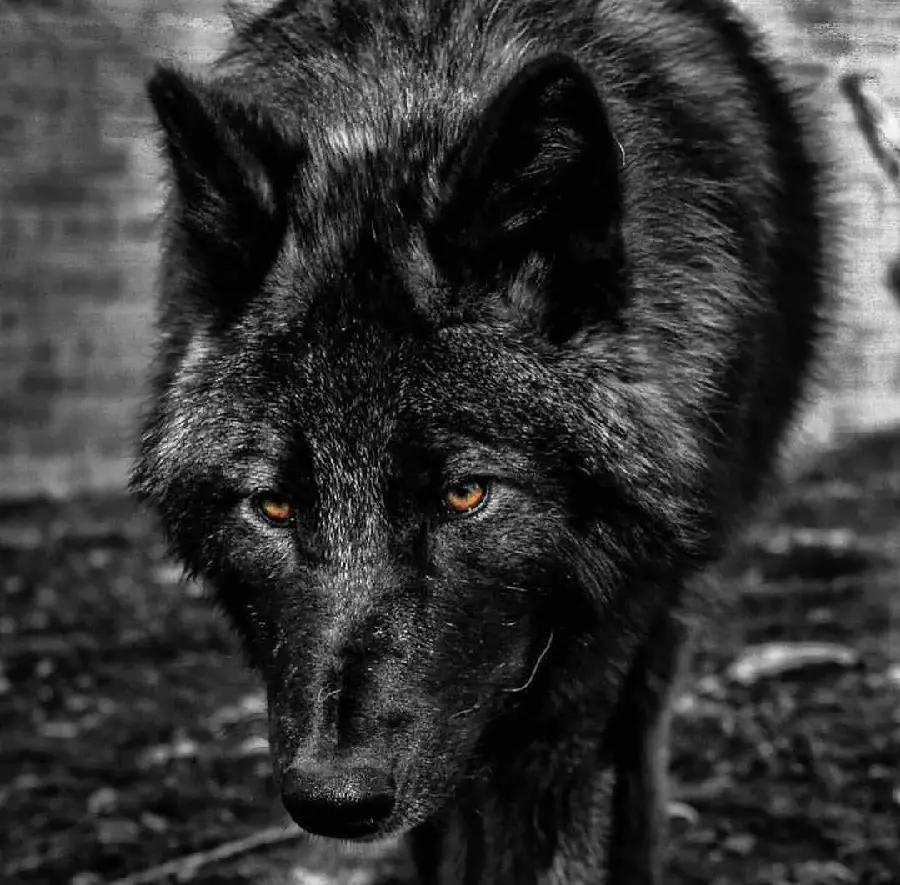 High Quality Wild Black Wolf Closeup Showing Pup Development