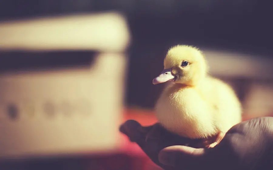 Yellow Baby Duckling Photo Collection for Animal Lovers