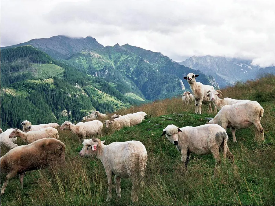 Sheep Drawing High-Quality Picture