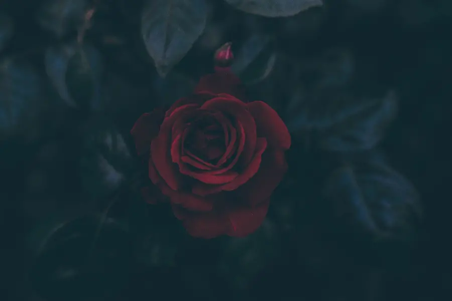 Elegant Red Rose Black Background Wallpaper