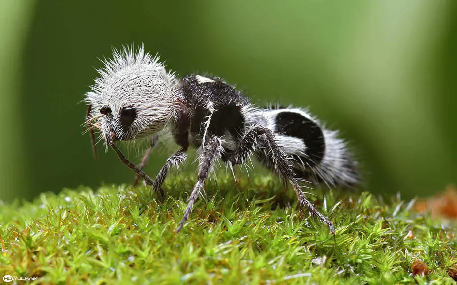 High Quality Queen Ant Photo with Detailed Features
