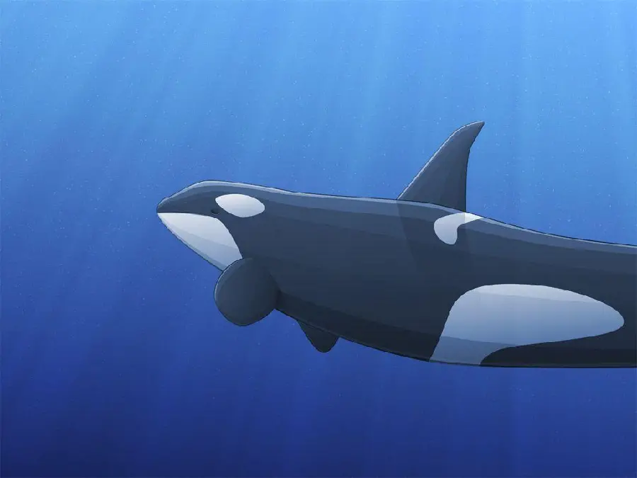 Killer whale art background high-quality photo