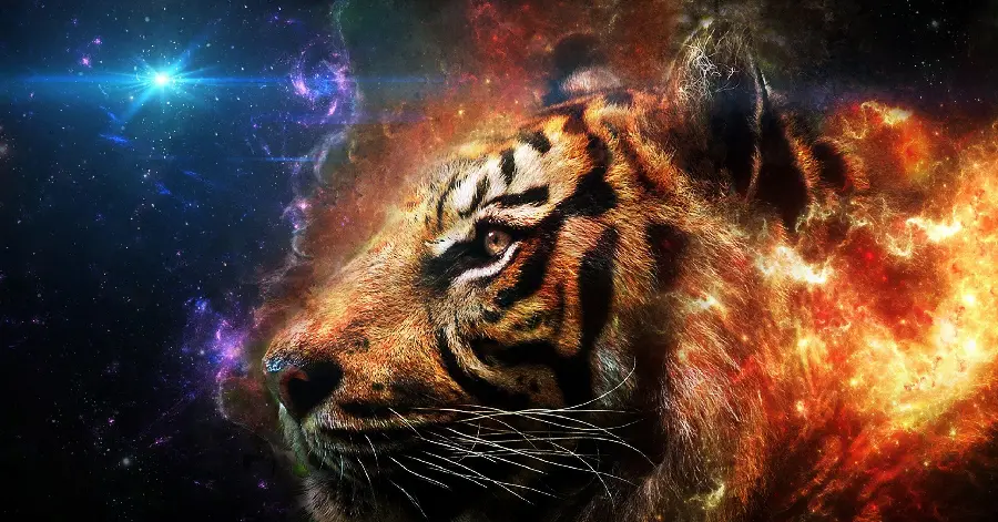Beautiful Bengal Tiger HD Photo Majestic Predator