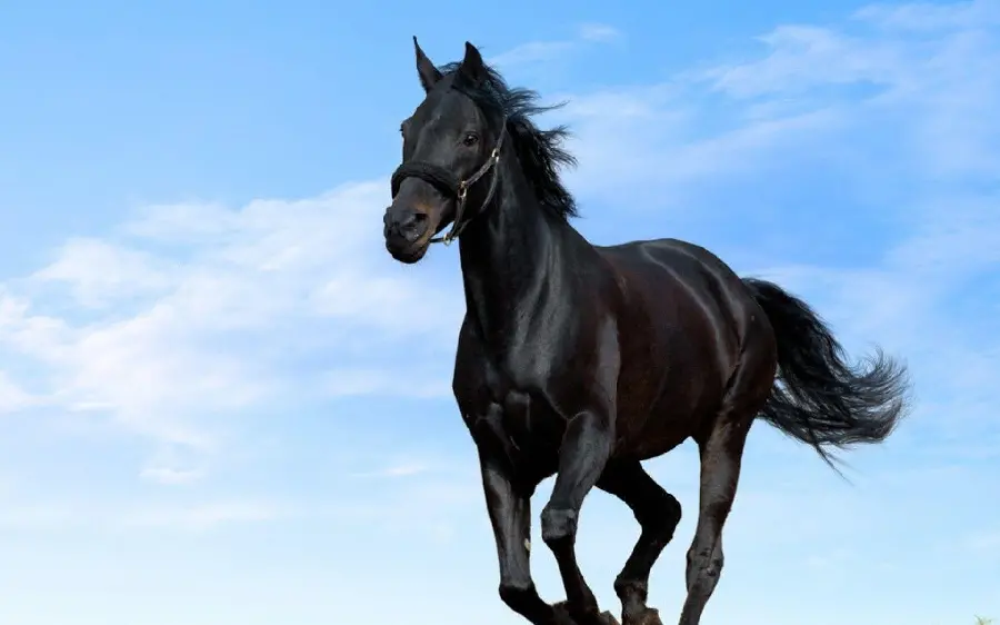 Black Horse High Quality Photo